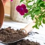 Can You Mix Dirt with Potting Soil