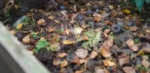 Balancing Compost Moisture
