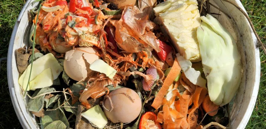 Composting Do's And Don'ts