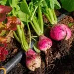 Cover Crops And Soil