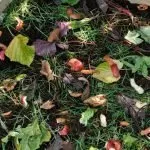 Greens And Browns In Compost