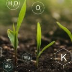 Importance Of Soil Minerals