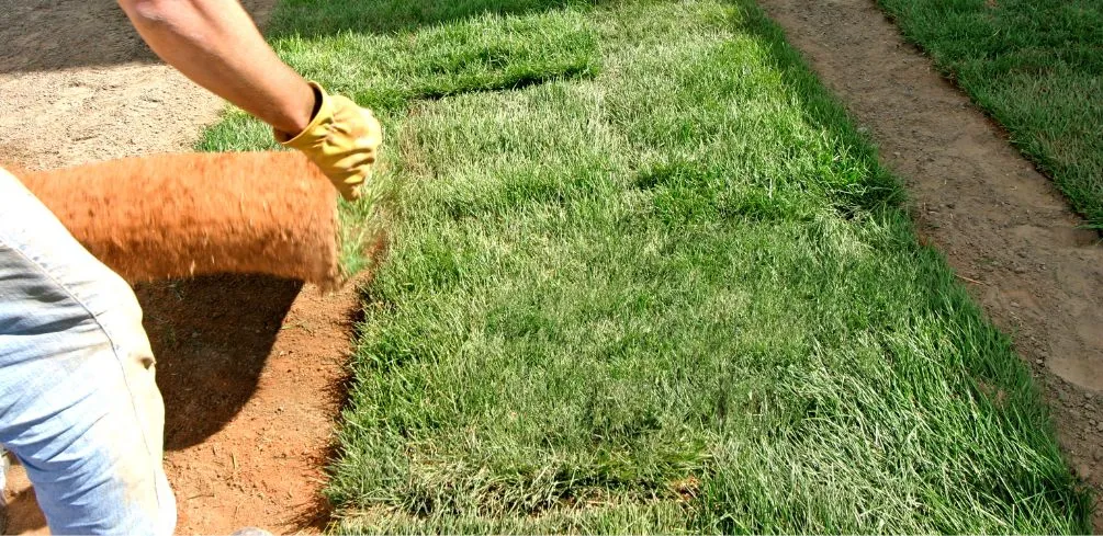 Landscaping With Dirt