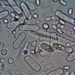 Microorganisms In Soil