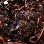Vermicomposting Essentials