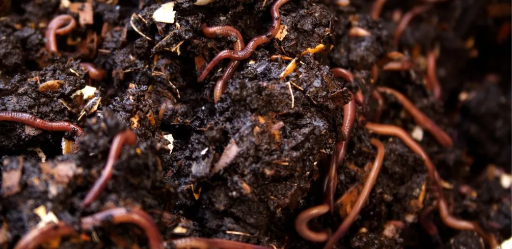 Vermicomposting Essentials